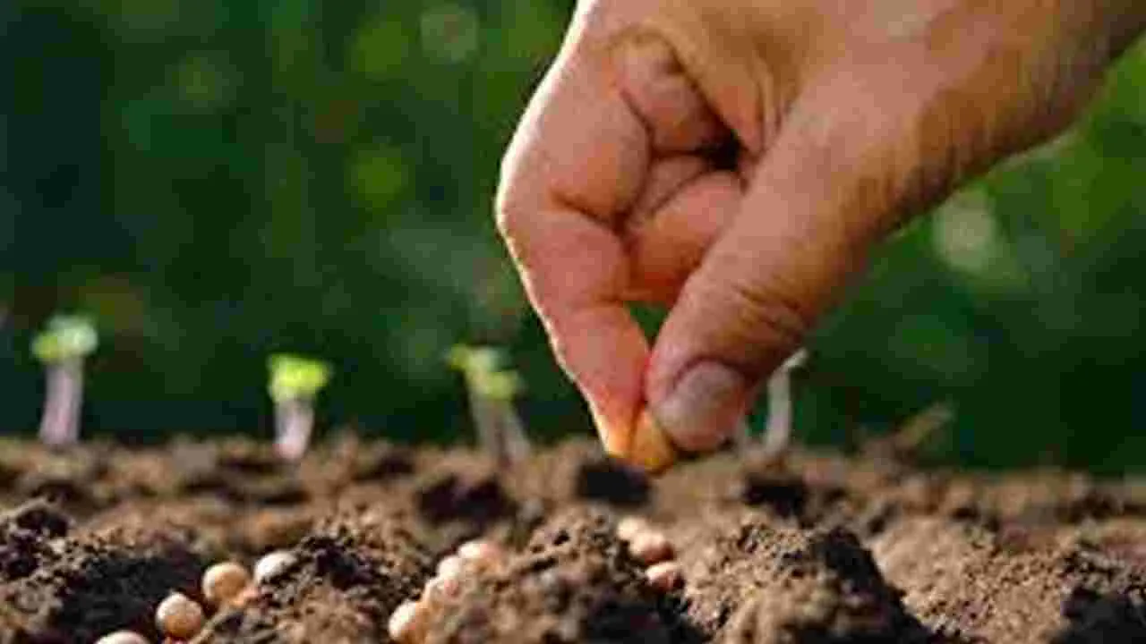 Sale of Fake Seeds: నకిలీ విత్తనాలు అమ్మితే 30 లక్షల దాకా జరిమానా!