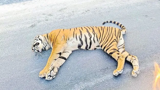 Road Accident: వాహనం ఢీకొని పెద్ద పులి మృతి