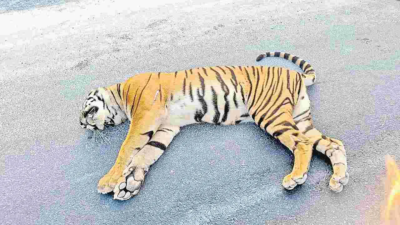 Road Accident: వాహనం ఢీకొని పెద్ద పులి మృతి