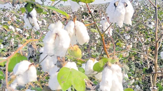 Cotton Farmers: కొనుగోళ్లకు విపత్తి!