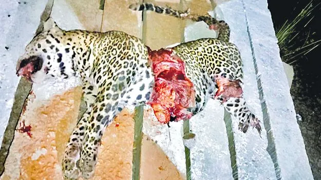 Train Collision: రైలు ఢీకొని చిరుత మృతి