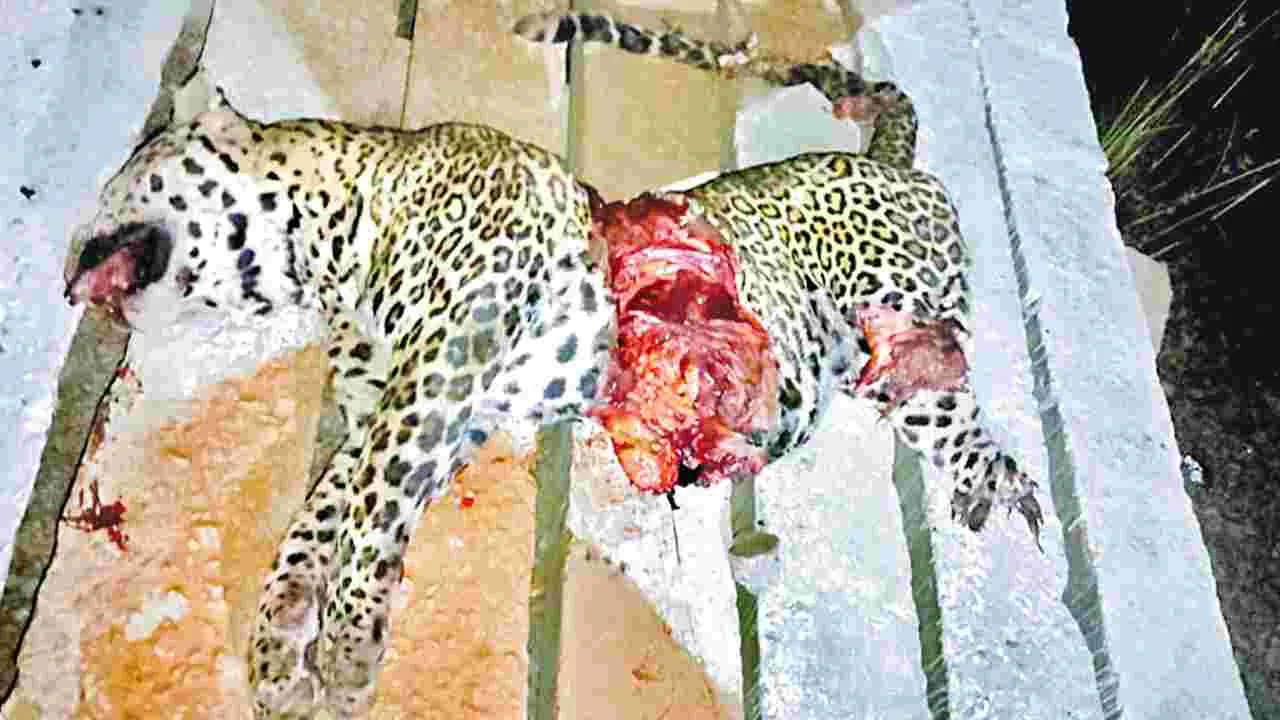 Train Collision: రైలు ఢీకొని చిరుత మృతి