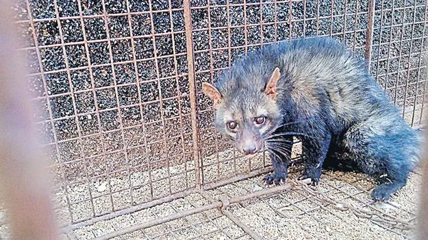 Leopard Cub Captured: కరీంనగర్‌లో పునుగు పిల్లి 