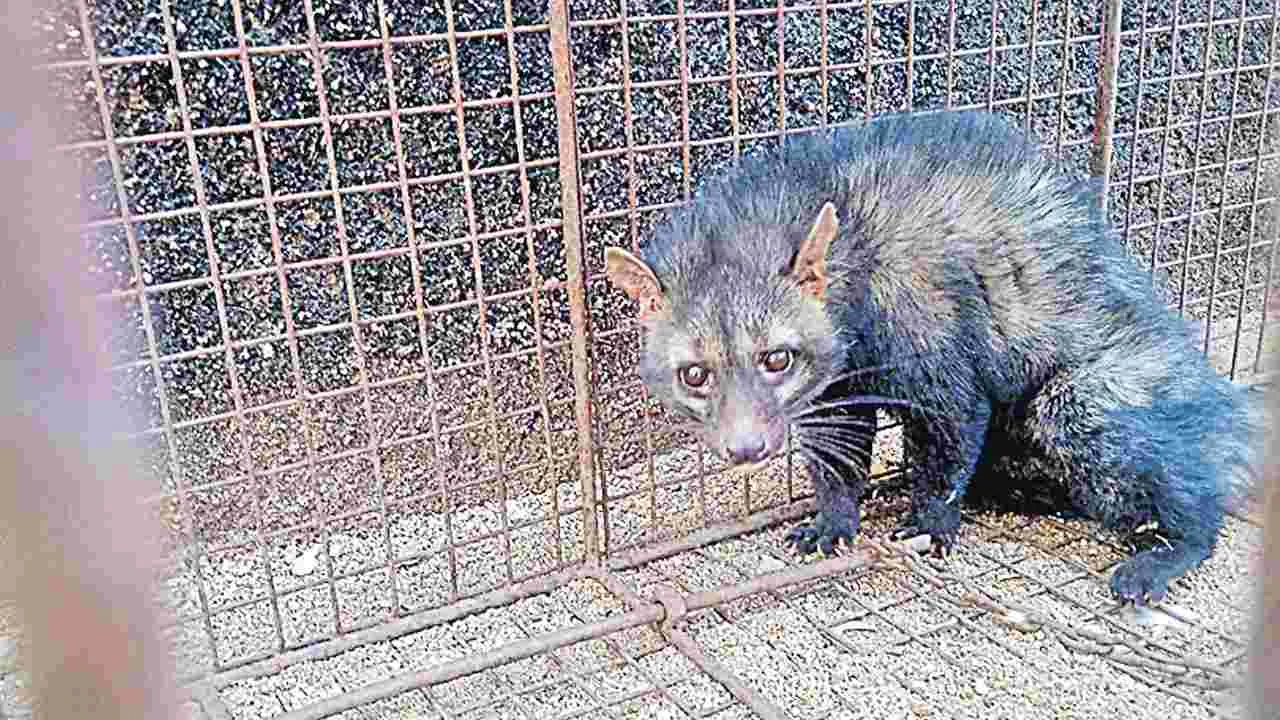Leopard Cub Captured: కరీంనగర్‌లో పునుగు పిల్లి