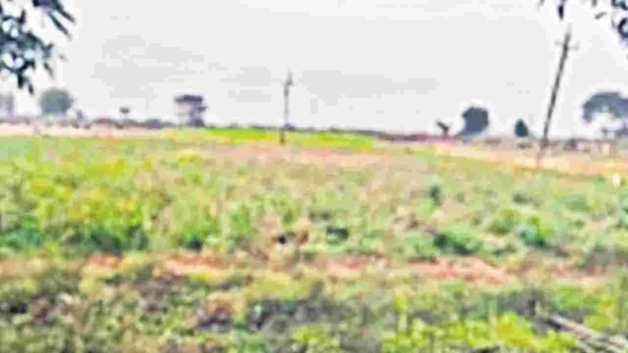Land lottery: రూ.కోటి పొలానికి లాటరీ!