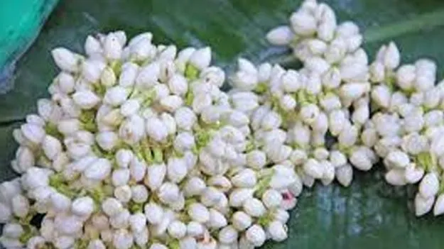 Jasmine Prices Surge: మల్లెలు కిలో రూ.3,000