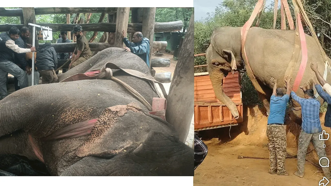 ‘ఆపరేషన్‌ గజ’ సక్సెస్‌