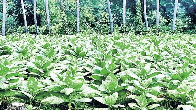 బర్లీ పొగాకు రైతు విలవిల