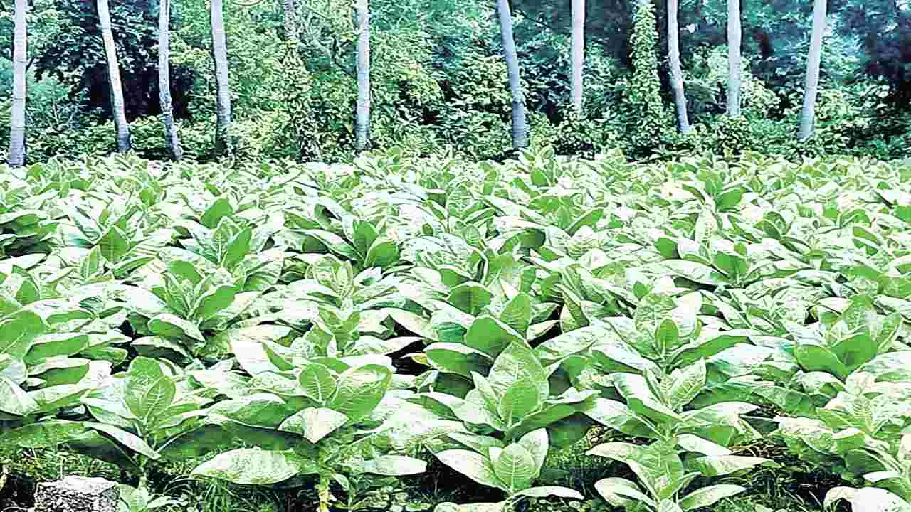 బర్లీ పొగాకు రైతు విలవిల