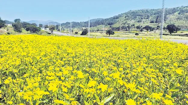 వన్నె తగ్గిన వలిసె