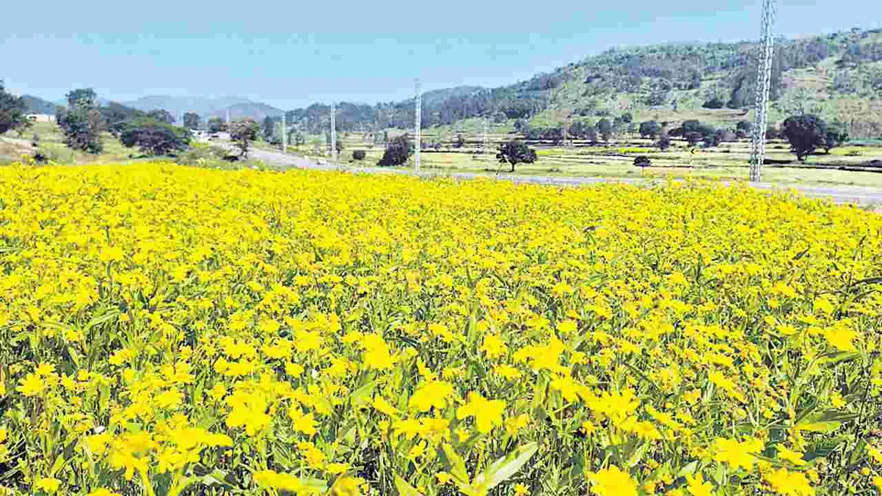 వన్నె తగ్గిన వలిసె