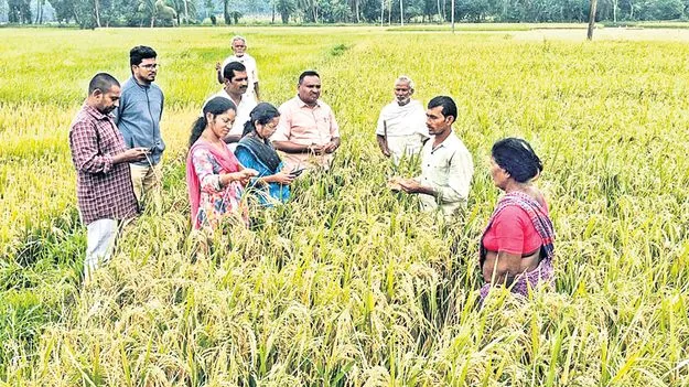  విత్తన శుద్ధి చేయకే మానిపండు తెగులు