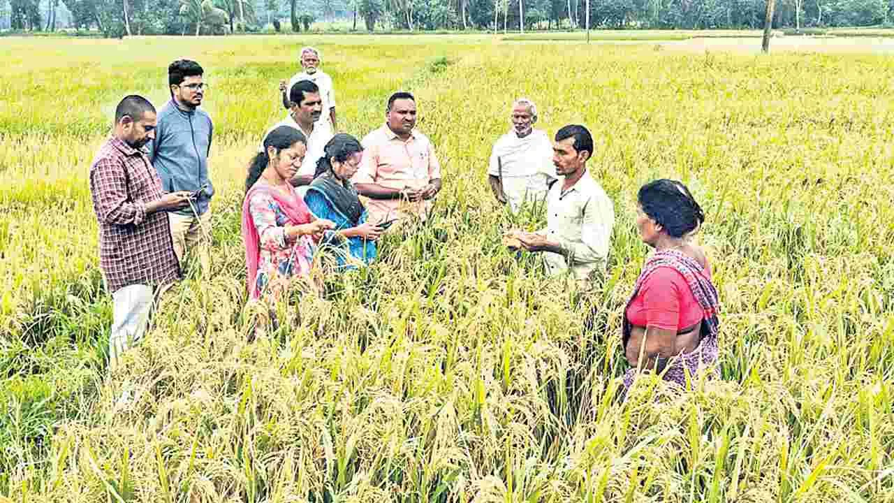  విత్తన శుద్ధి చేయకే మానిపండు తెగులు