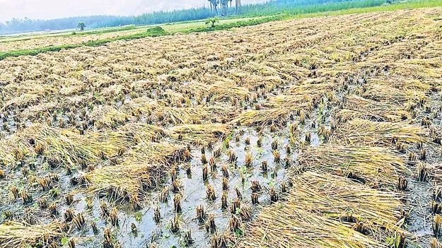 అన్నదాత వర్రీ