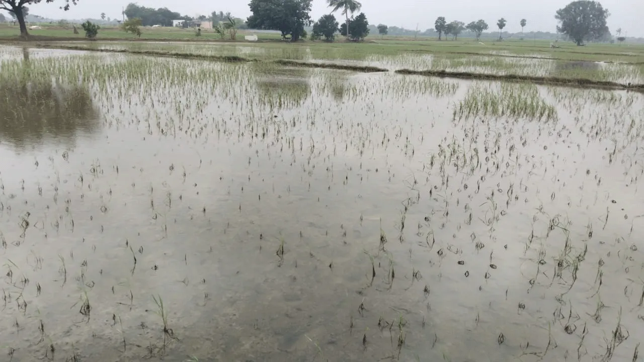 తప్పిన దిత్వా ముప్పు!