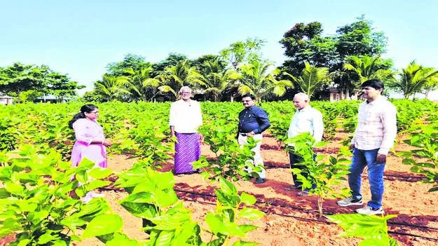 AD: మల్బరీ రైతులకు అవగాహన