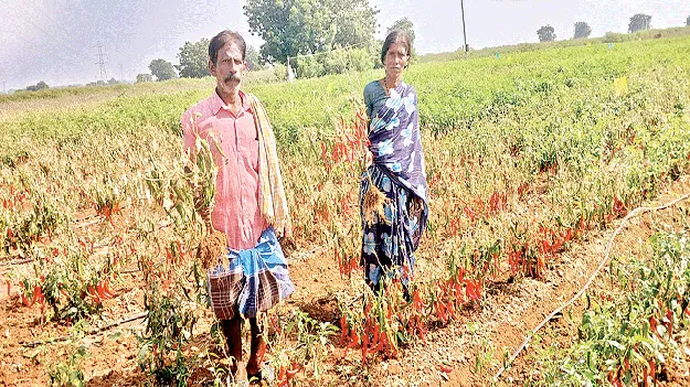 మిరప పంటకు గడ్డి మందు పిచికారీ