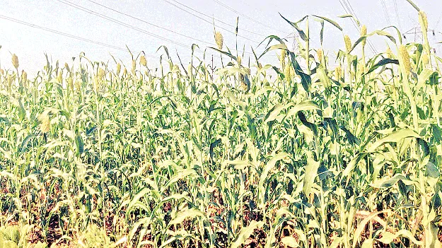 జొన్నను నమిలేస్తున్న కత్తెర పురుగు