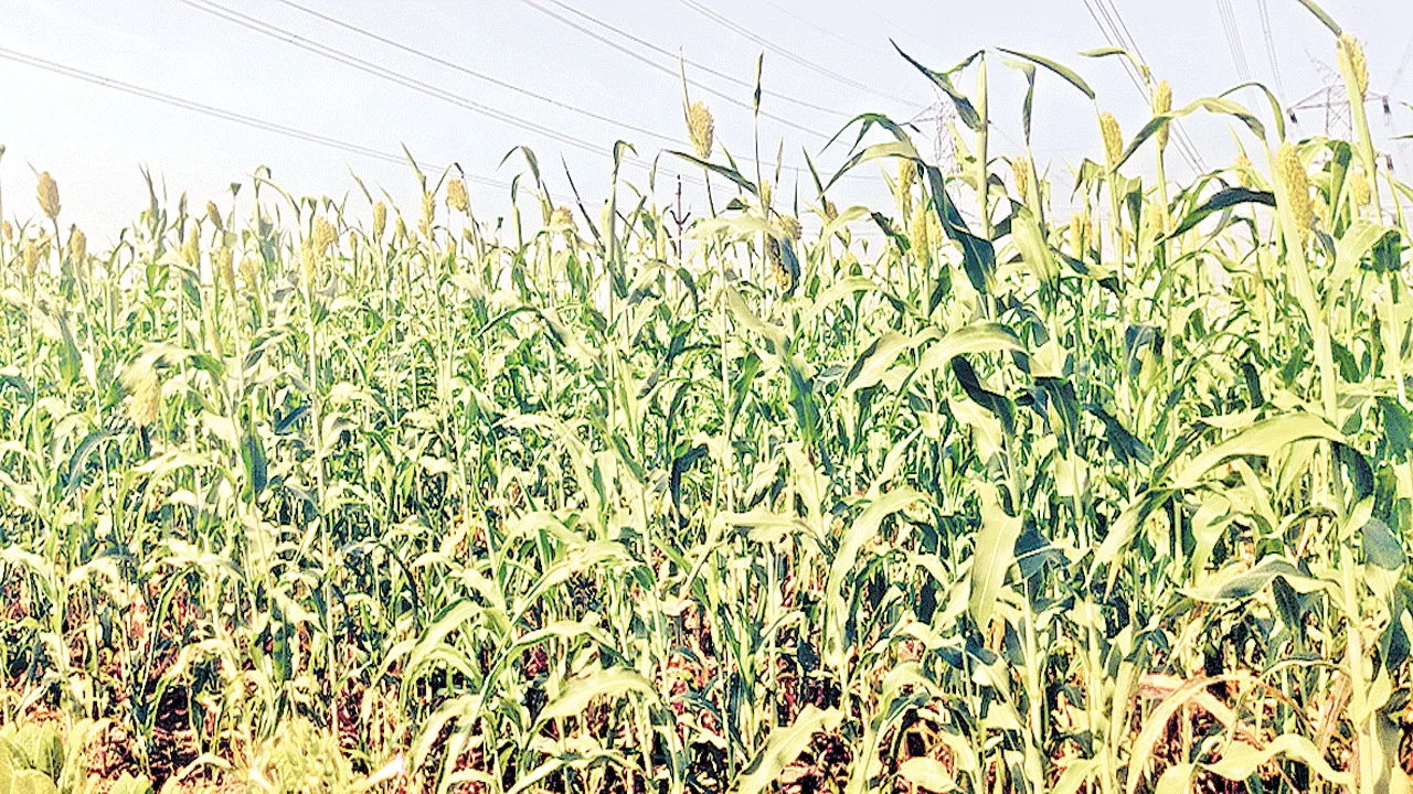 జొన్నను నమిలేస్తున్న కత్తెర పురుగు