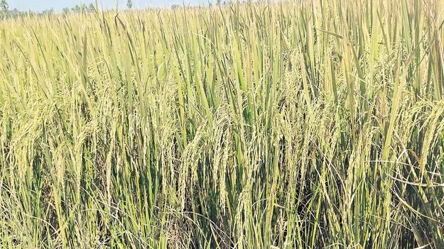 పొంచిఉన్న తుఫాన్‌ గండం