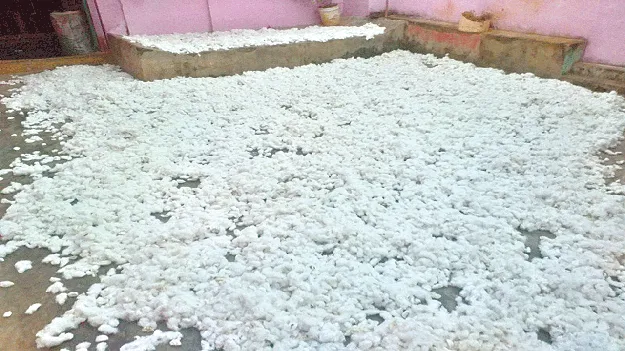 cotton crap పత్తి రైతుకు పాట్లేనా?