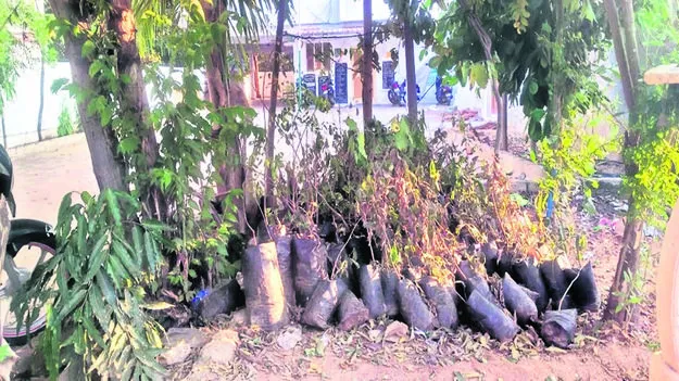 PLANTS: ఎండిపోతున్న మొక్కలు