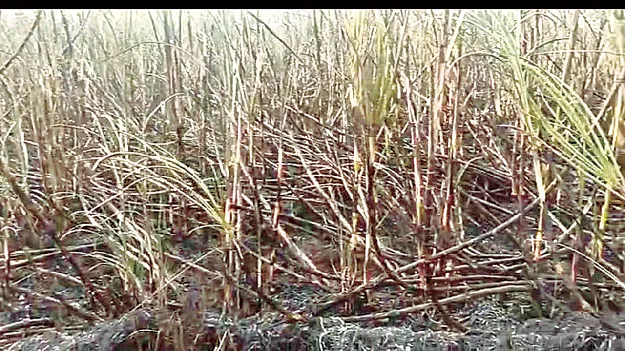 If there is a fire, it will be a cheek అగ్గి పుడితే బుగ్గే