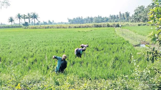 Farmers: కౌలు రైతుల నిరాశ