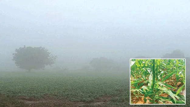 మొక్కజొన్నపై  చలి ప్రభావం