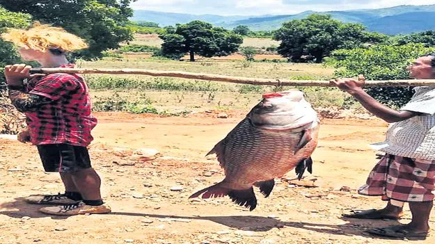 బలిమెల జలాశయంలో భారీ చేప