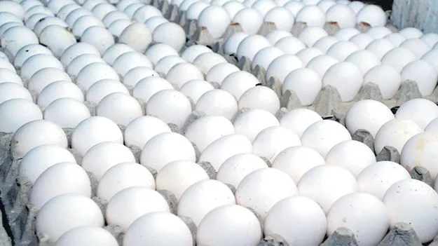 గుడ్డు..రికార్డు