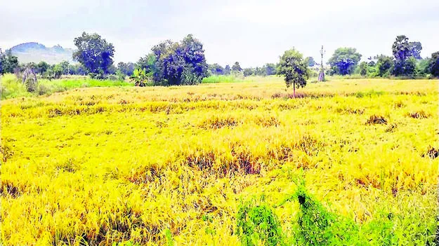 PADDY: వరి రైతులకు తుఫాను భయం 