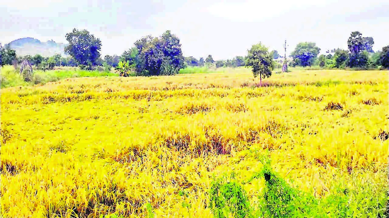 PADDY: వరి రైతులకు తుఫాను భయం 