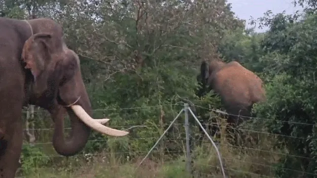 ముప్పతిప్పలు పెడుతున్న ఒంటరి ఏనుగు