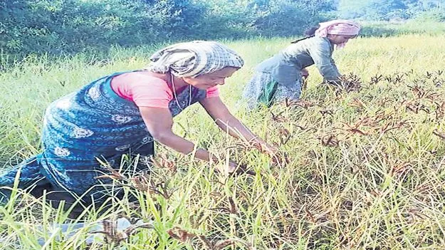 ముమ్మరంగా రాగుల కోతలు 