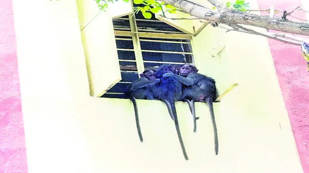 KGBV: కేజీబీవీలో కోతుల బెడద 