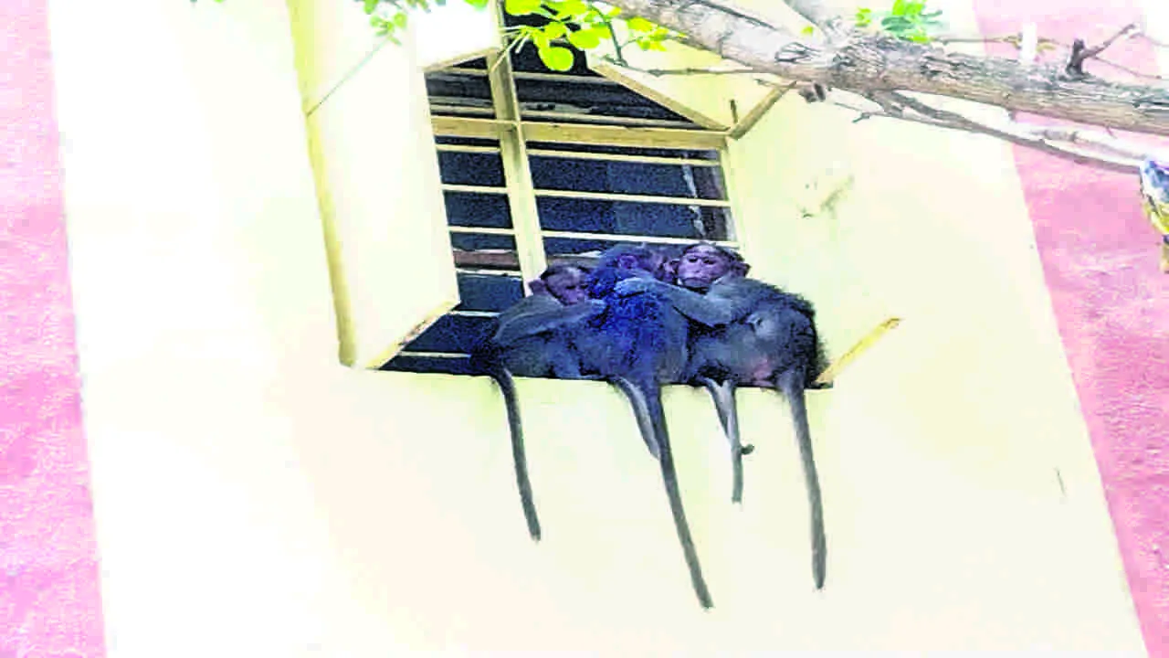 KGBV: కేజీబీవీలో కోతుల బెడద