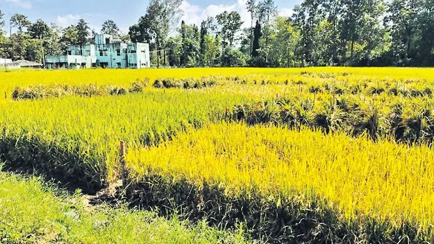 దేశవాళీ వరి రకాలపై పరిశోధనలు సక్సెస్‌ 