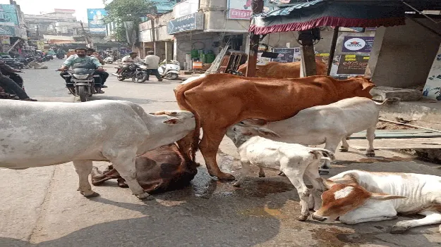 నడిరోడ్డుపై ముచ్చటైన మాతృత్వం! 