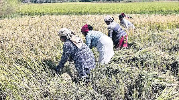 జోరుగా వరి కోతలు