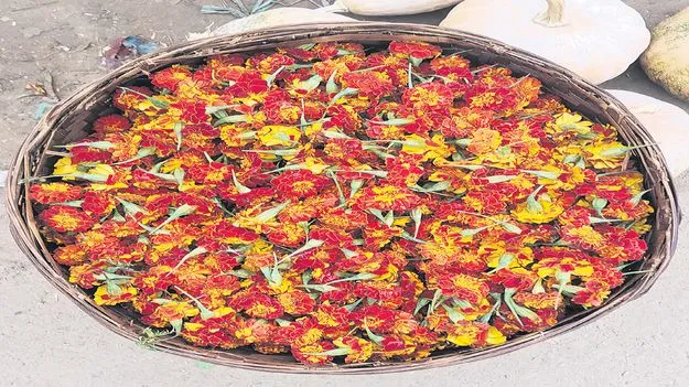 బంతి పూల ధర పతనం