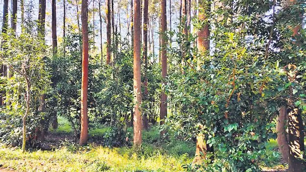 మన్యంలో దాల్చినచెక్క సాగుకు కార్యాచరణ