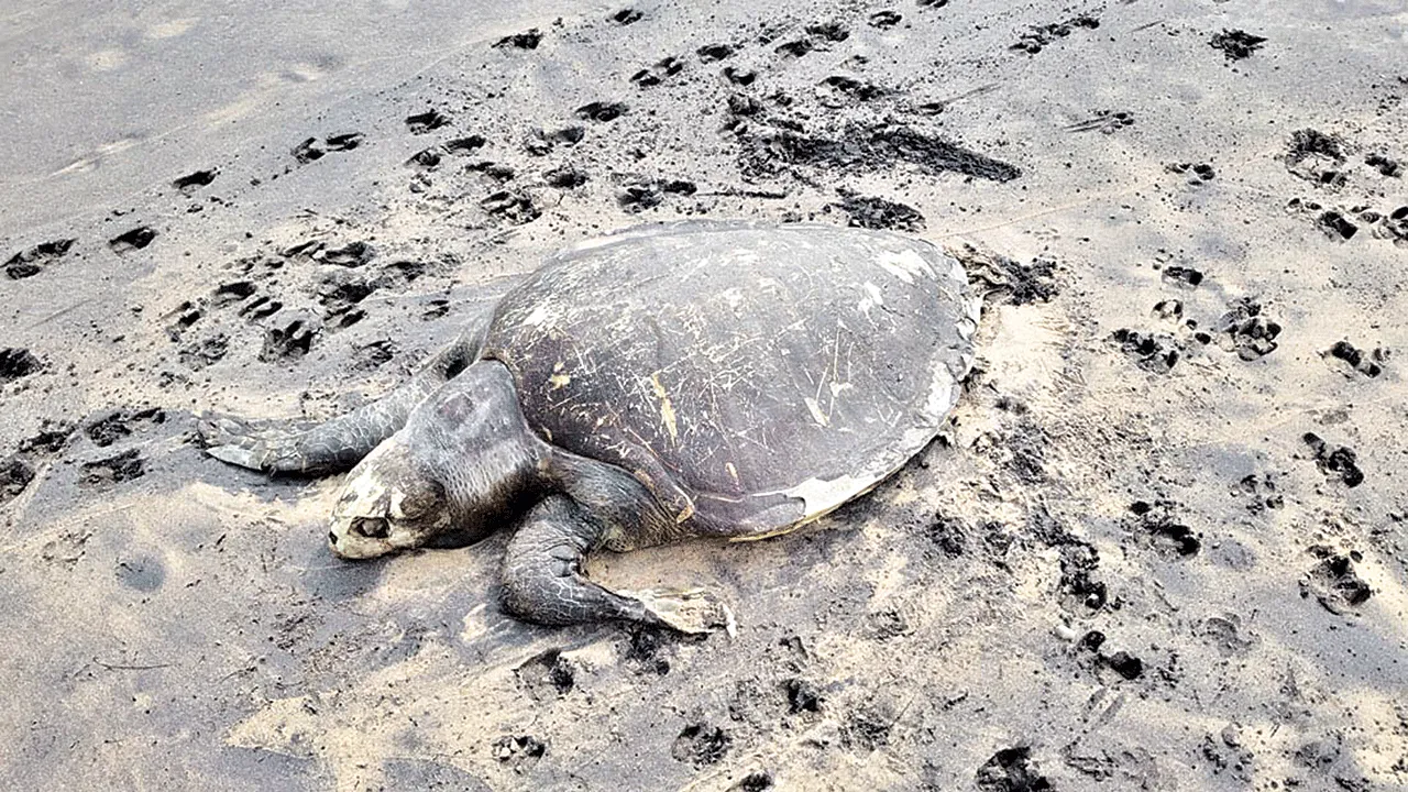 tortoise facing bad situations అయ్యో.. తాబేళ్లు