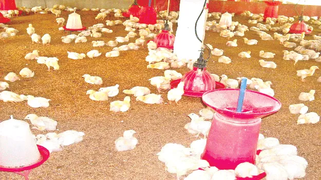 The chicken industry in bad position కోళ్ల పరిశ్రమ విలవిల!