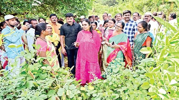 ప్రకృతి సేద్యం చేయండి 