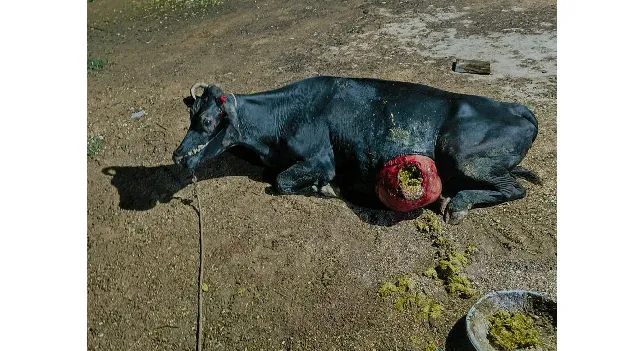 పాడిఆవుపై గజ దాడి