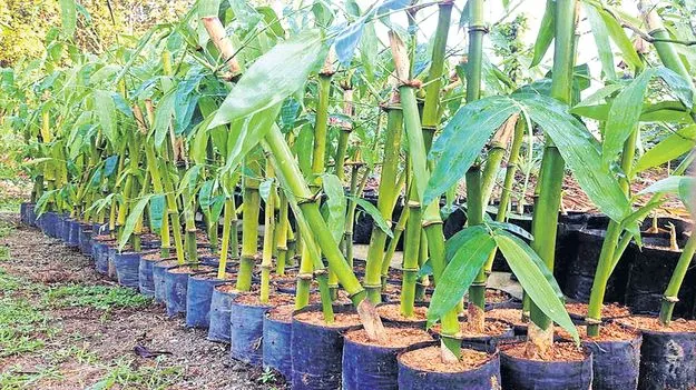 వెదురుతో గిరిజనులకు ఉపాధి