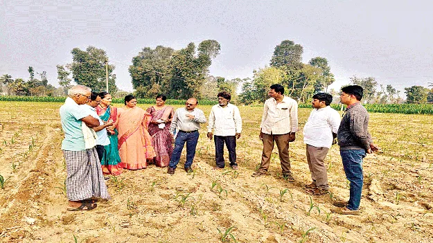 మొలకెత్తని మొక్కజొన్న 