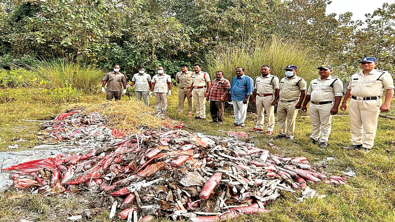 15 టన్నుల పేలుడు పదార్థాల కాల్చివేత