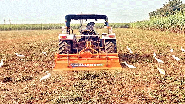 మినుము రైతు కుదేలు 